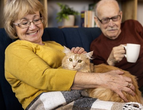 The Role of Pets in Elderly Care: More Than Just Companionship